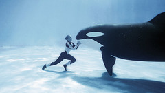 Killer whales underwater