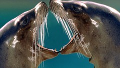 Kissing sea lions