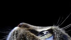 Kitten Animals eyes cute big