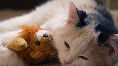 Kitten cat sleep tight katze