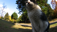 Kitten cats Animals zoo