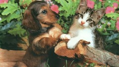 Kittens dachshund