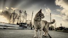 Kittens HDR Photography port