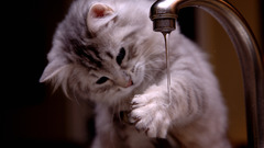 Kittens pets faucets cats