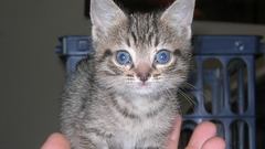 Know where lolcat get anyone does