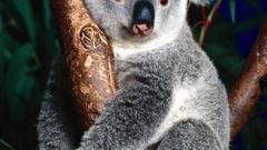 Kuala lika tall things