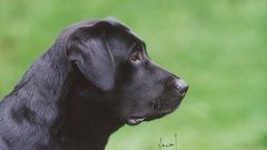 Labrador retriever Dogs black