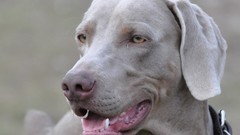 Labrador retriever Labradors