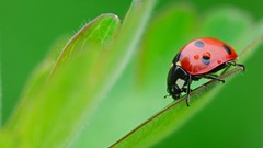 Ladybirds
