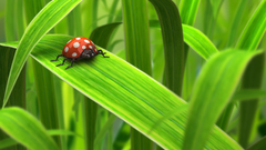 Ladybirds Green 3D view