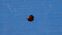 Ladybug
