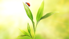 Ladybug ladybugz high