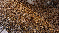 Ladybugs II moar bugs