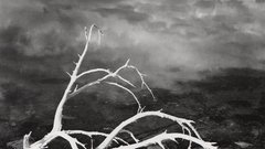 Lake branches white California Mono gelatin adams ansel