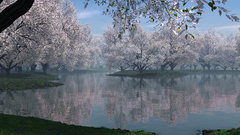 Lakes nature Trees sakura