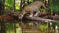Lakes reflections african palm leaves jaguars