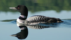 Lakes reflections loon Birds