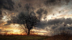 Landscape clouds tree sky