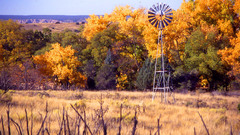 Landscape fall The high near accent cottonwoods