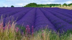 landscape field Flowers lavender purple flowers Plants outdoors