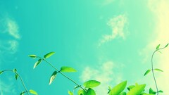 landscape leaves color correction clouds