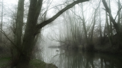 Landscapefoggy eating moss huh