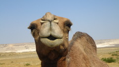 Landscapes Animals desert Camels