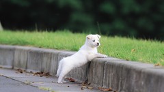 Landscapes Animals grass Dogs