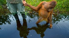 Landscapes Animals national geographic orangutans