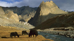 Landscapes Animals yak