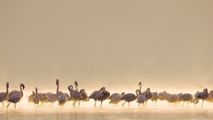 Landscapes apple inc flamingos