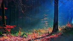 Landscapes autumn forests