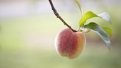 Landscapes autumn harvest peaches fruit trees