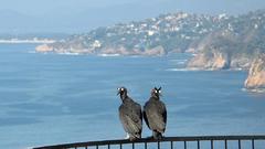 Landscapes Birds buzzard