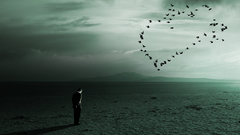 Landscapes Birds deserts lonely