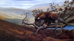 Landscapes Birds Eagles wildlife david j lawrence artwork