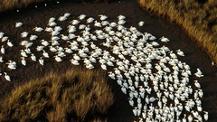 Landscapes Birds Pelicans national geographic aerial view 