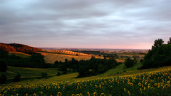 Landscapes brignemont peace Sunflowers