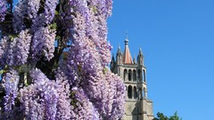 Landscapes buildings wisteria