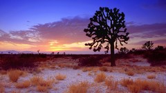 Landscapes California joshua joshua tree national park Mojave 