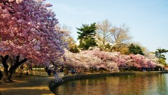 Landscapes cherry blossoms Trees