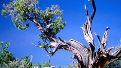 Landscapes Colorado national park Verde