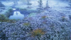 Landscapes creek fog nature Trees frosty forests dawning