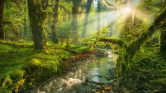 Landscapes creek nature Trees spirit Garden sun rays forests 