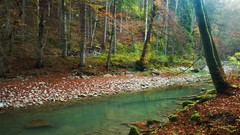 Landscapes creek nature Trees water moss autumn leaves forests