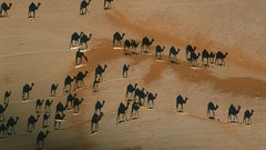 Landscapes cross Sahara Camels shadows deserts