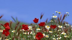 Landscapes Daisies Flowers nature Poppies