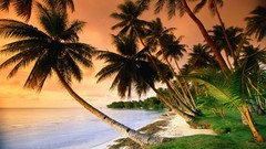 Landscapes dawn lagoon palm trees Beaches resort Micronesia