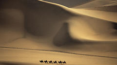 Landscapes deserts Camels