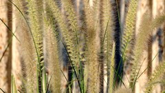 Landscapes digital camera